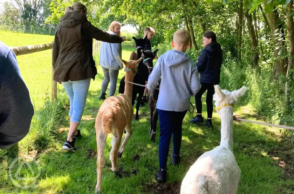 Onsite alpaca walks