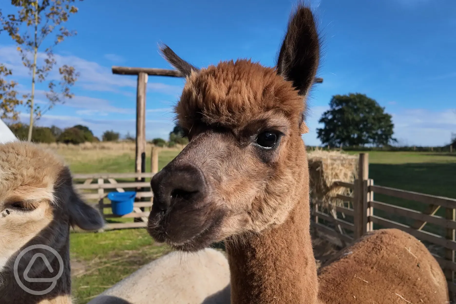 Onsite alpacas