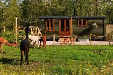 Botanist shepherd's hut