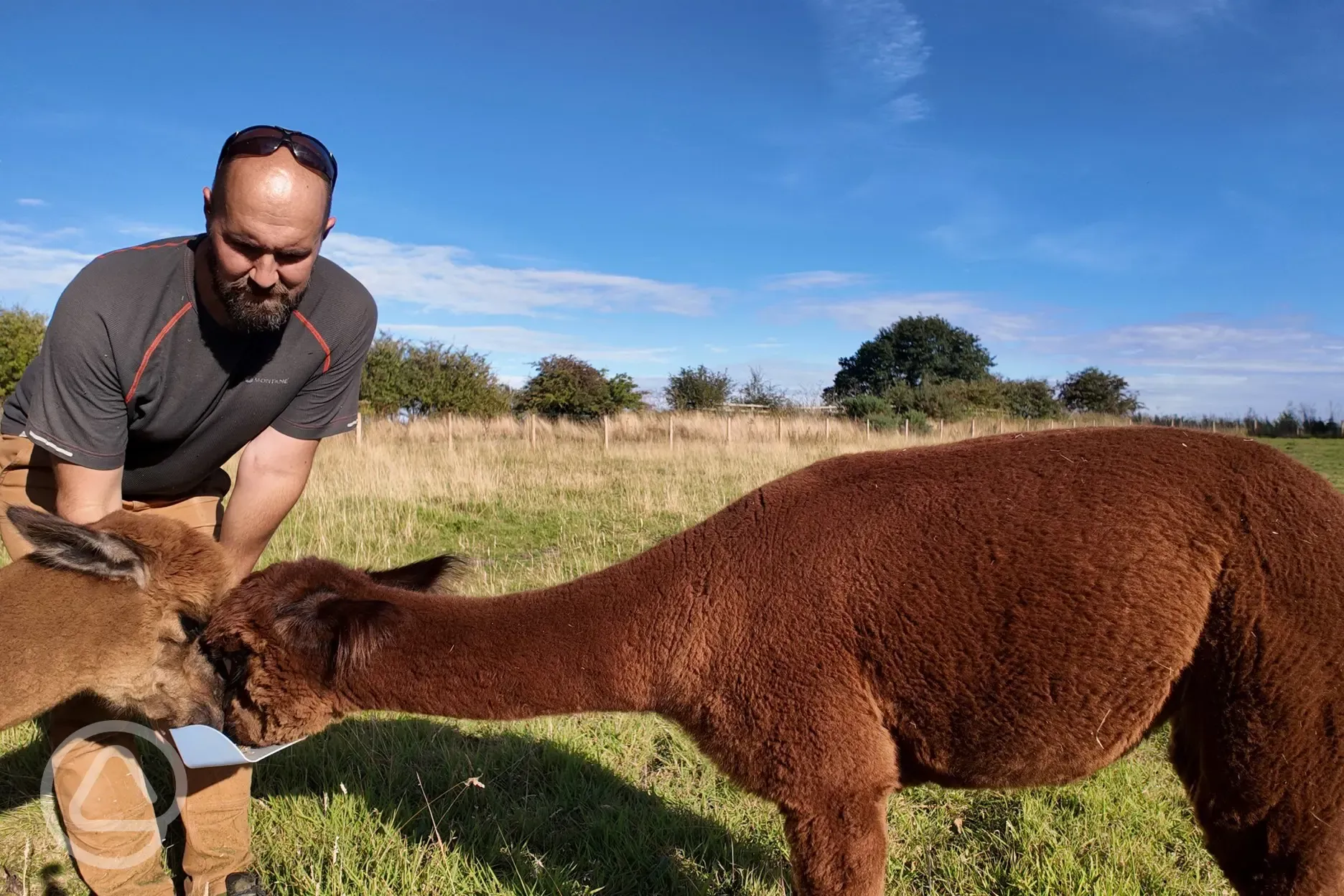 Onsite alpacas