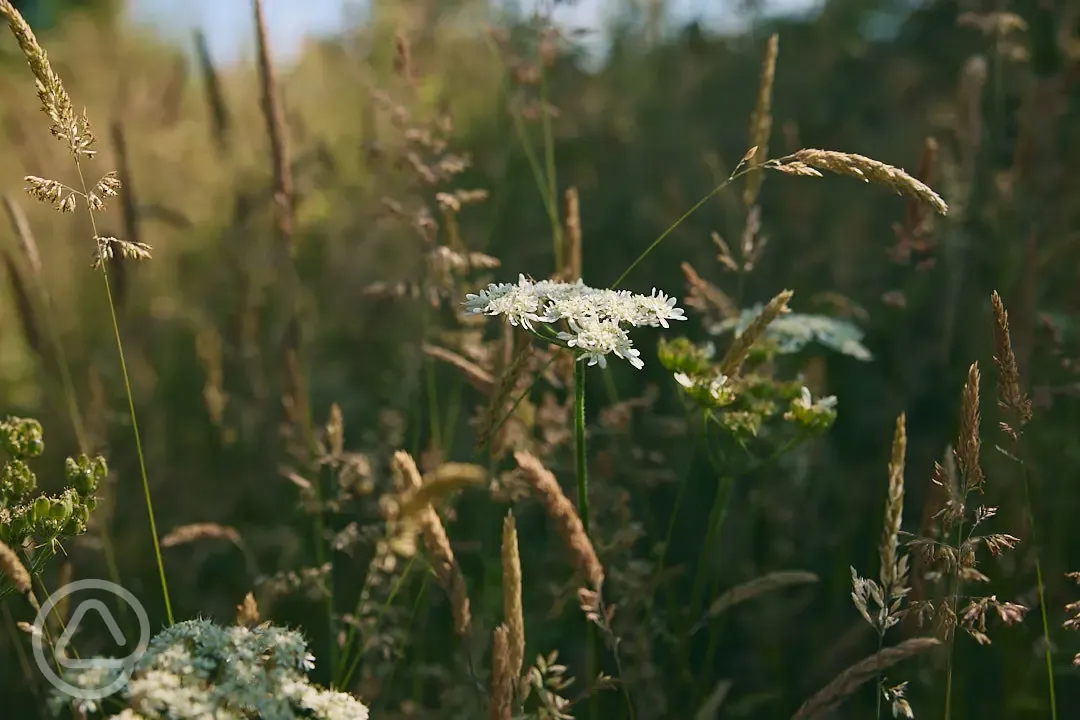 Wild meadows 