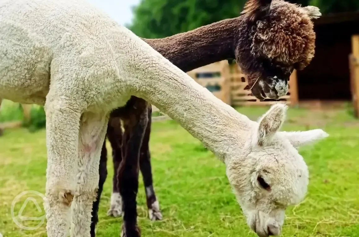 Onsite alpacas