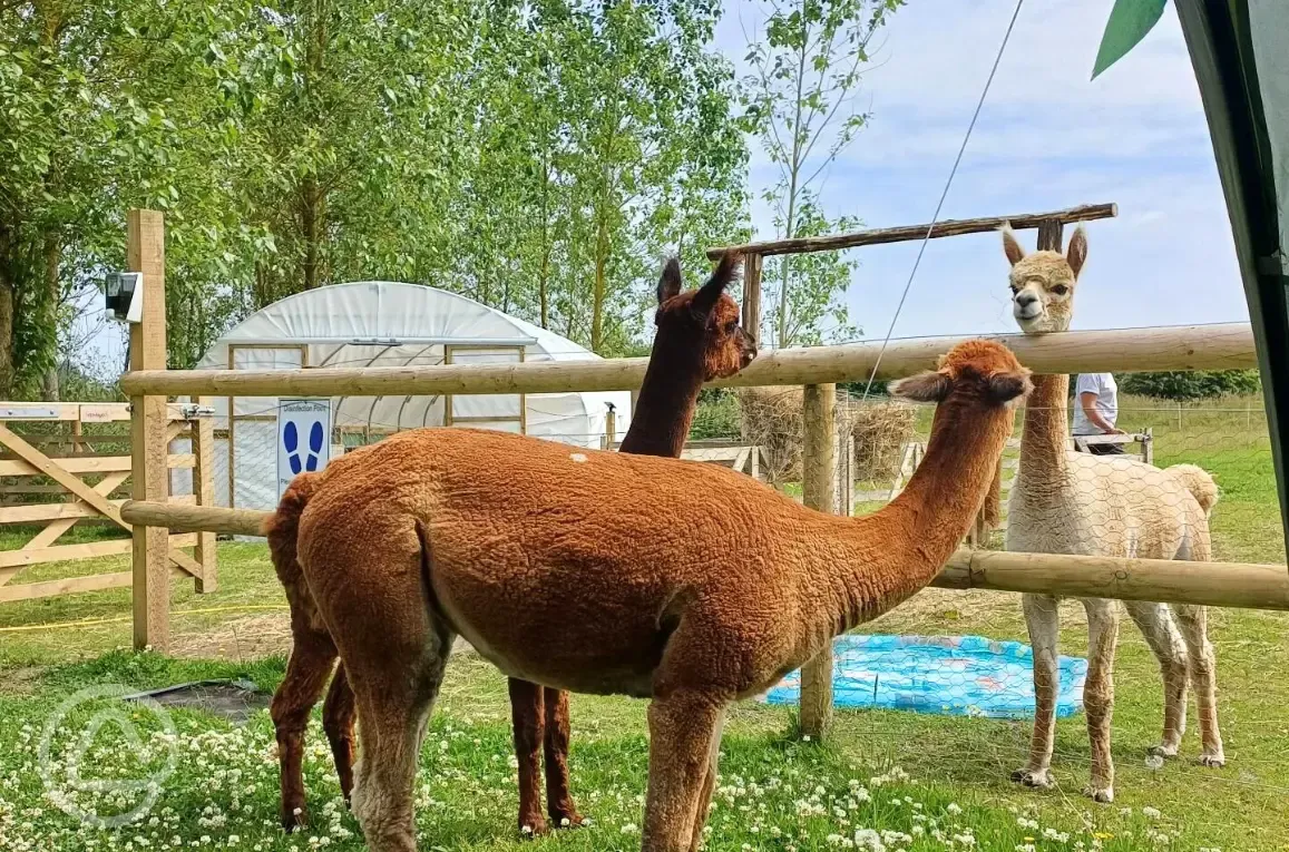 Onsite alpacas