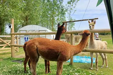 Onsite alpacas at The Darling Woods of May