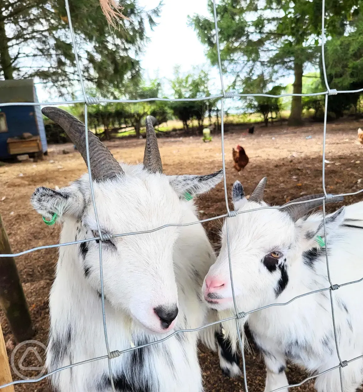 Onsite pygmy goats - Phoenix and Pascal