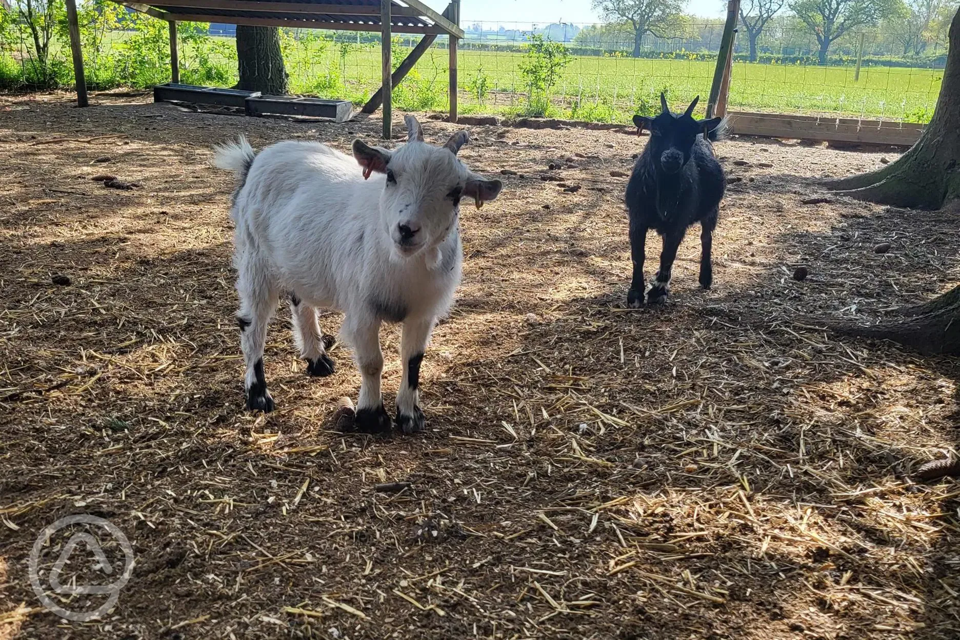 Onsite pygmy goats