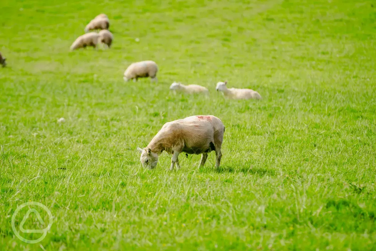 Sheep around site