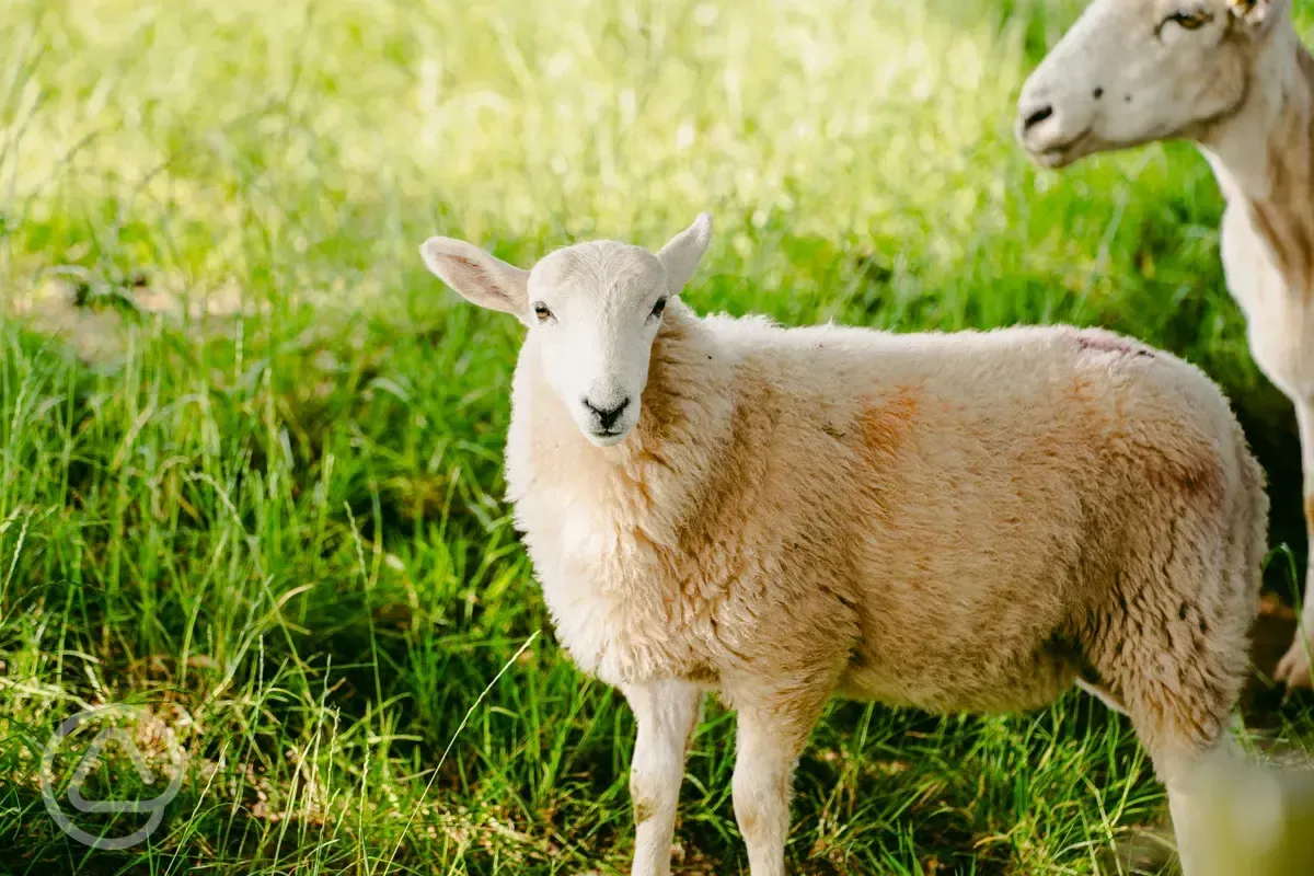 Sheep around site