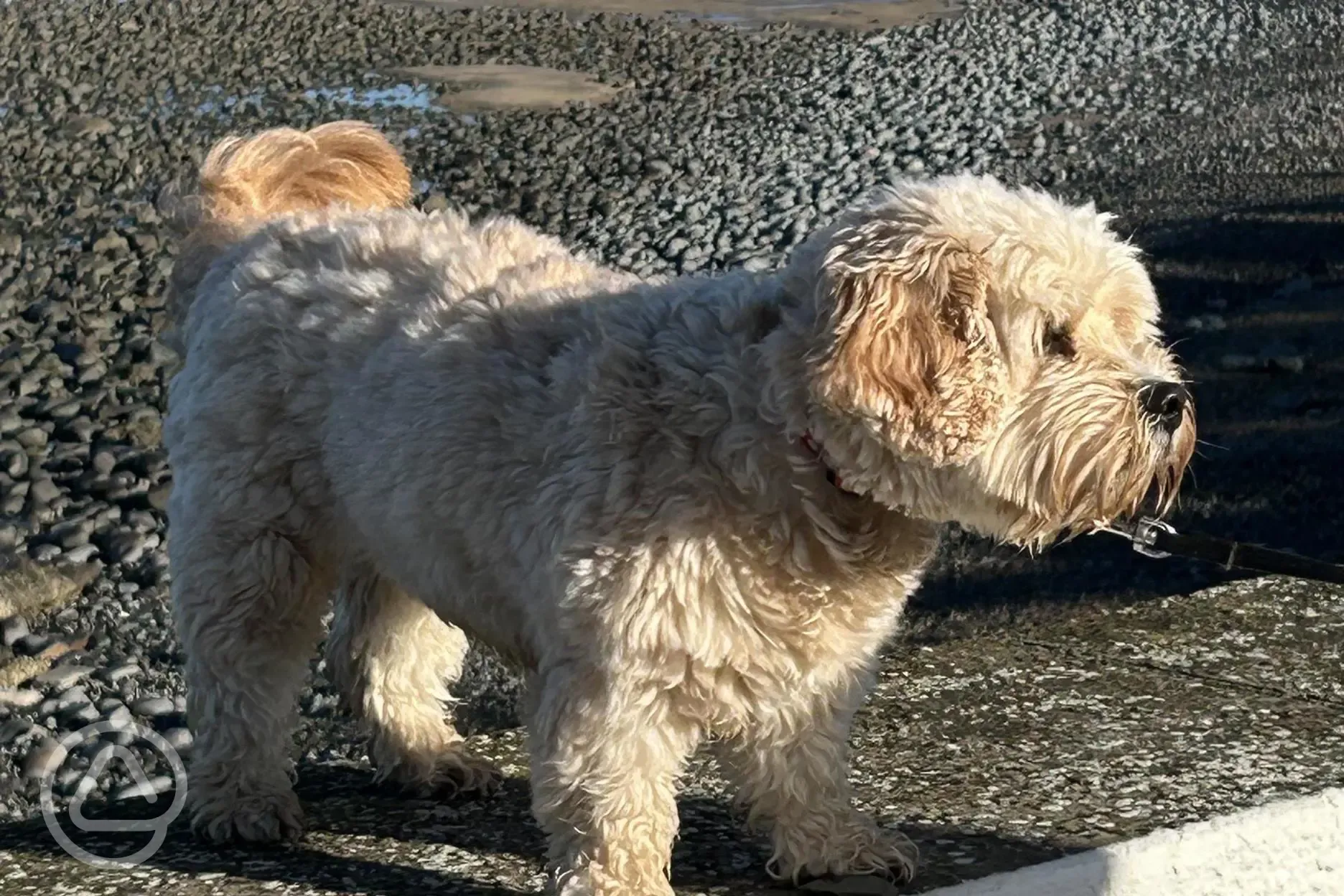 Dog friendly beaches 