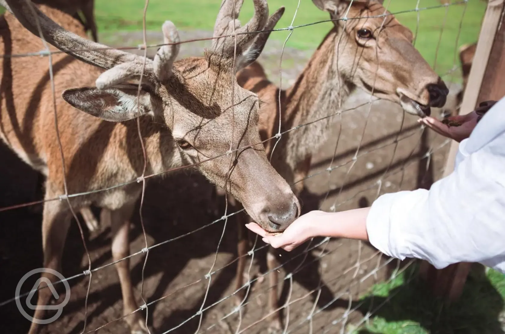 Free access to Streamvale Farm - deer feeding