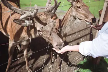 Free access to Streamvale Farm - deer feeding