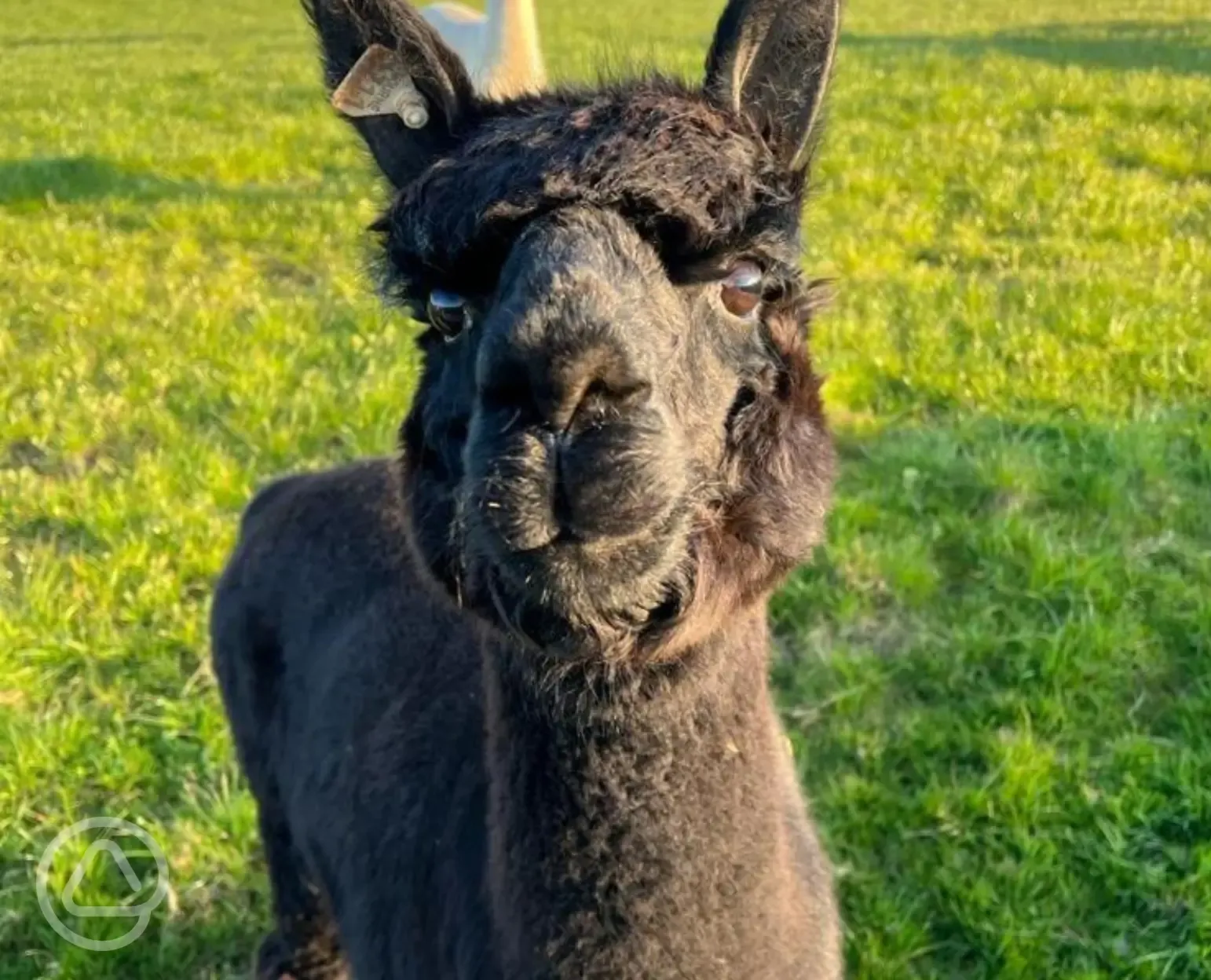 Free access to Streamvale Farm - alpacas