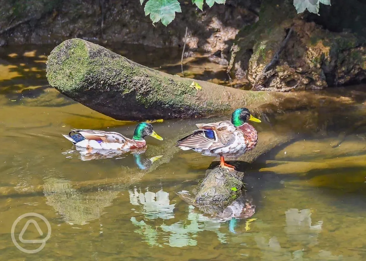 Ducks