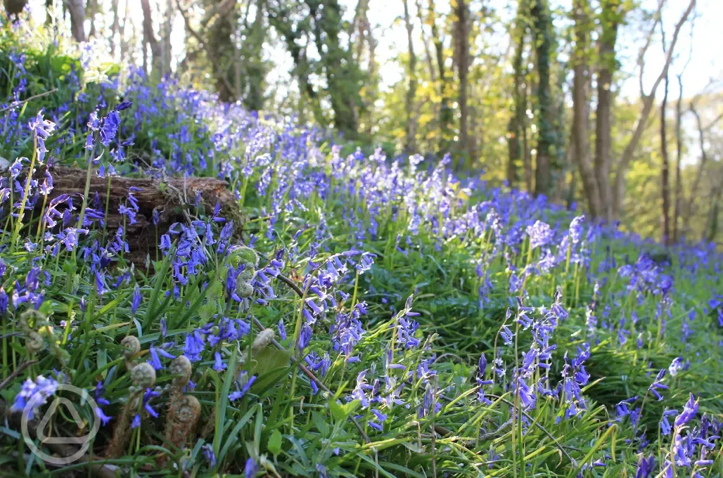 Bluebells in the woodlands