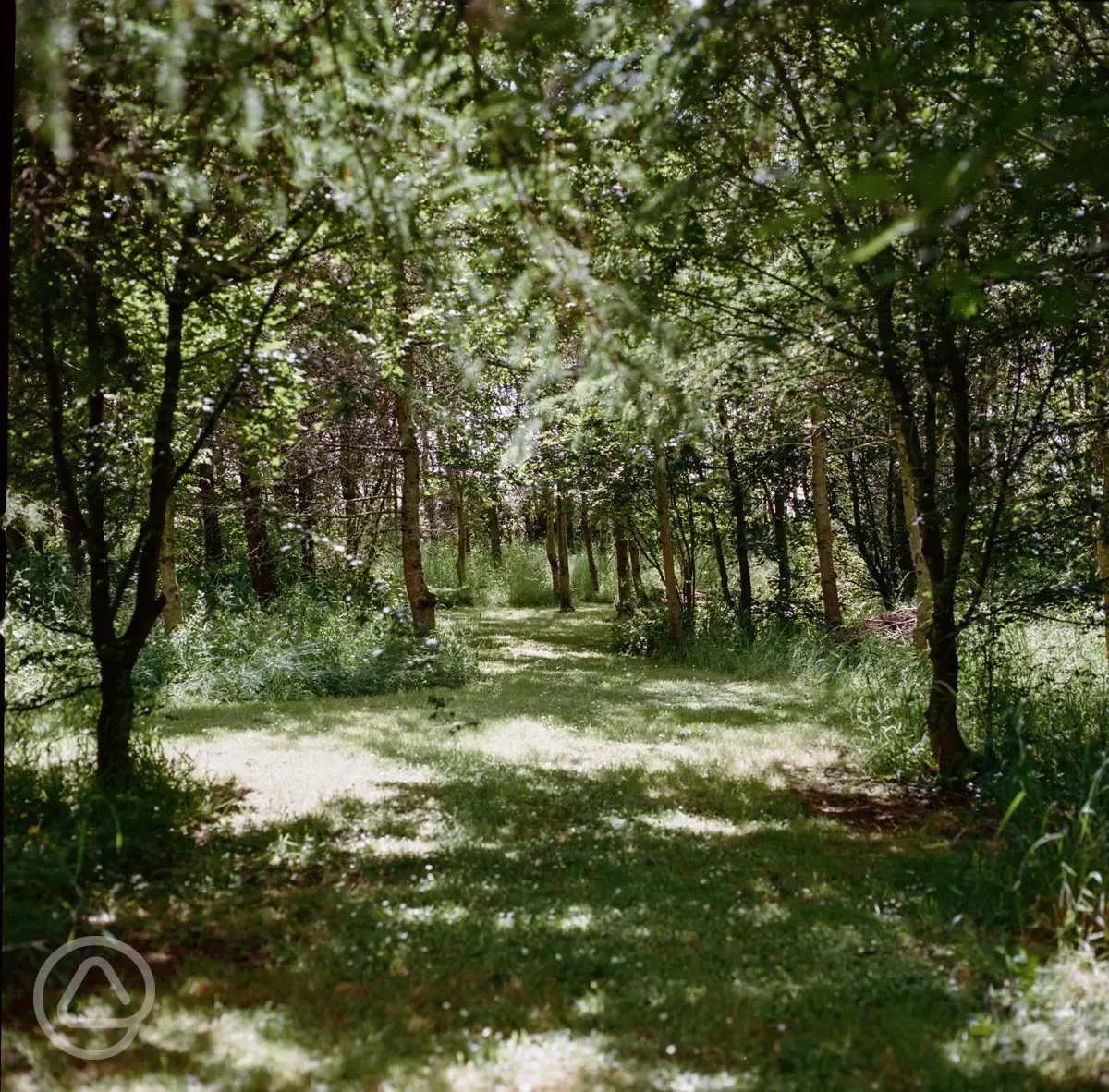 Woodland walks around site