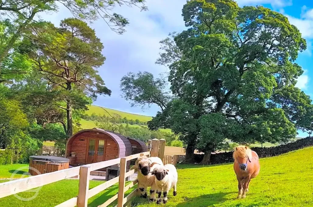 Roaming farm animals by the glamping pods