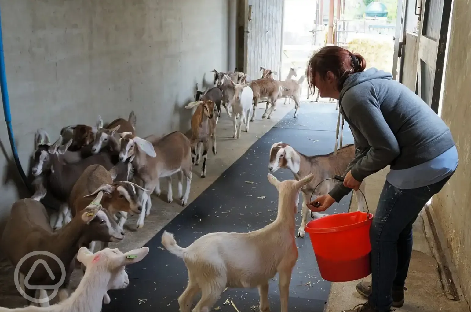 Onsite animals