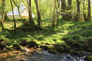 The Wildman Woods, Llangadog, Carmarthenshire