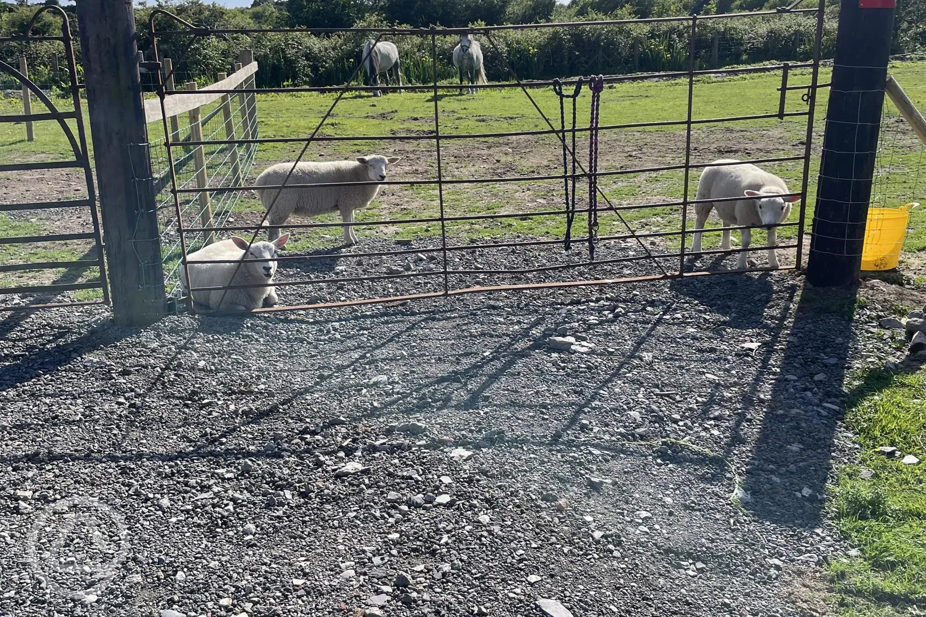 Sheep onsite
