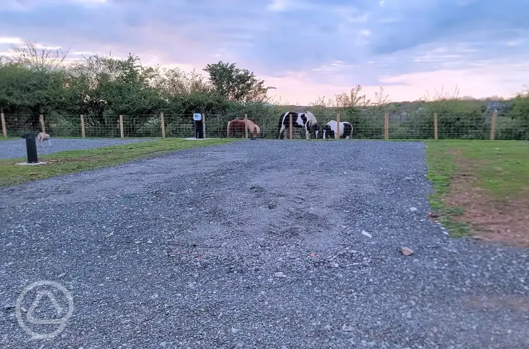 Hardstanding pitches and roaming ponies