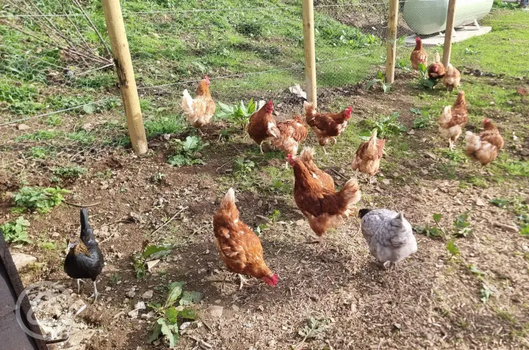 Chickens onsite 