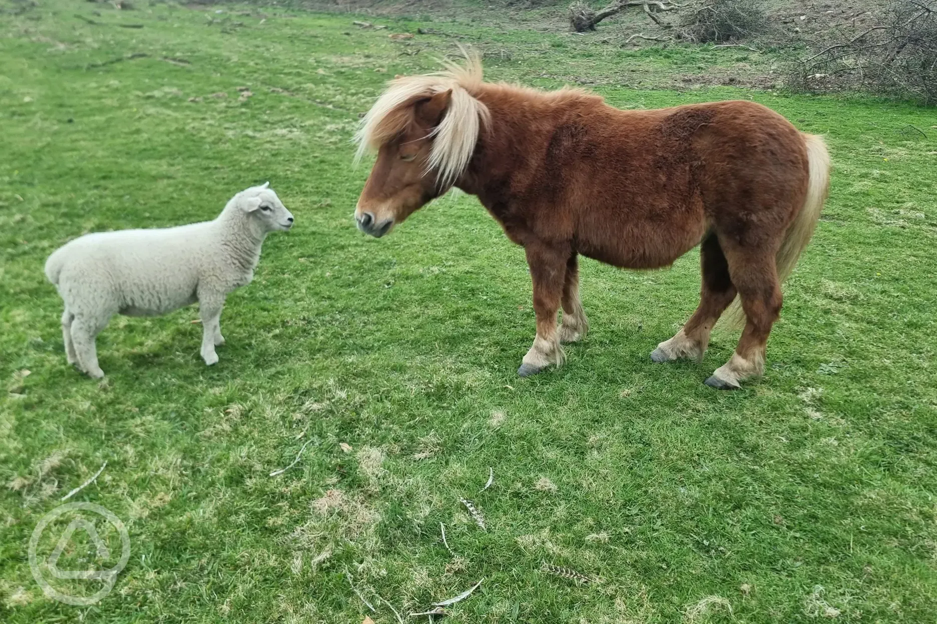 Horses on site