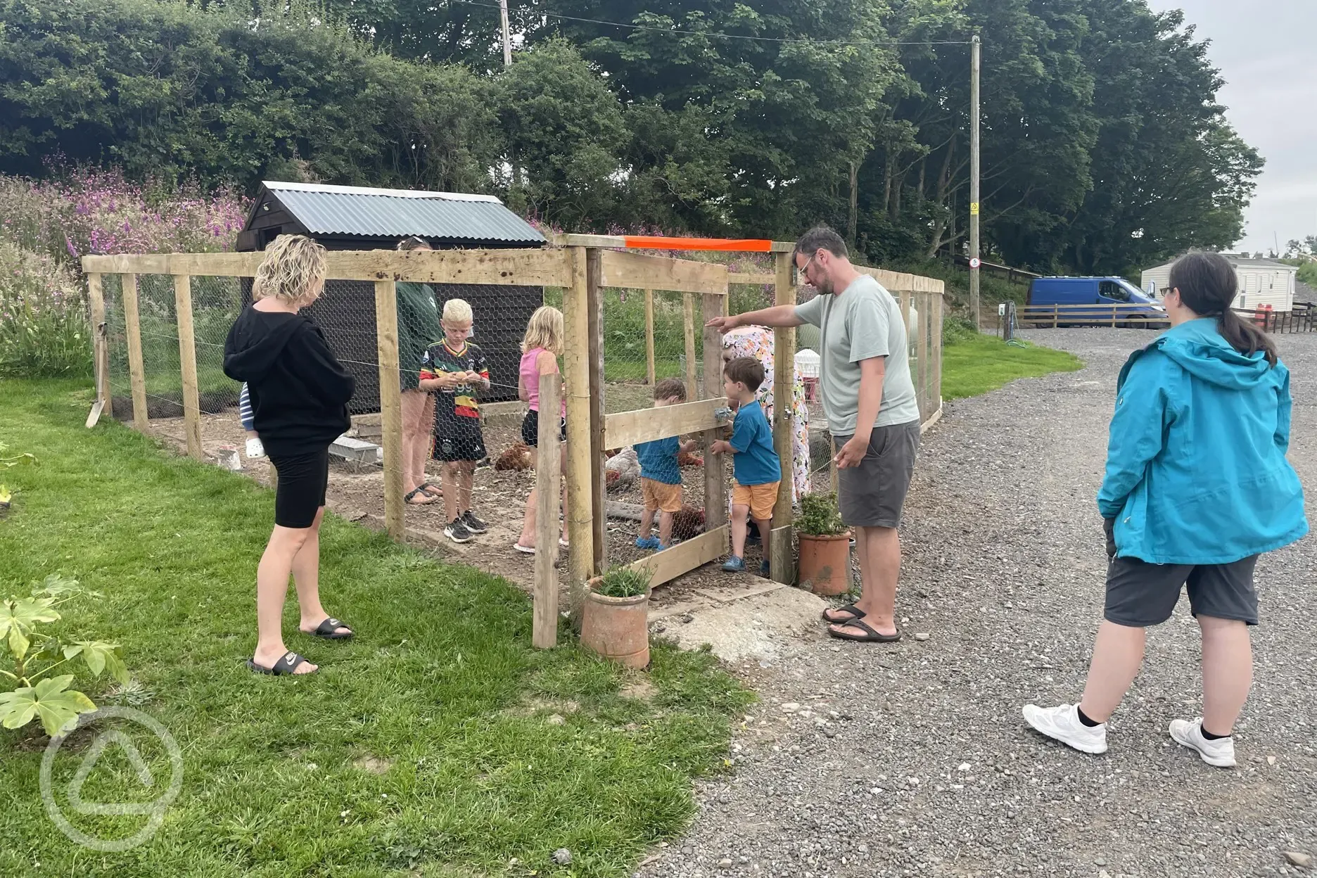Chickens onsite