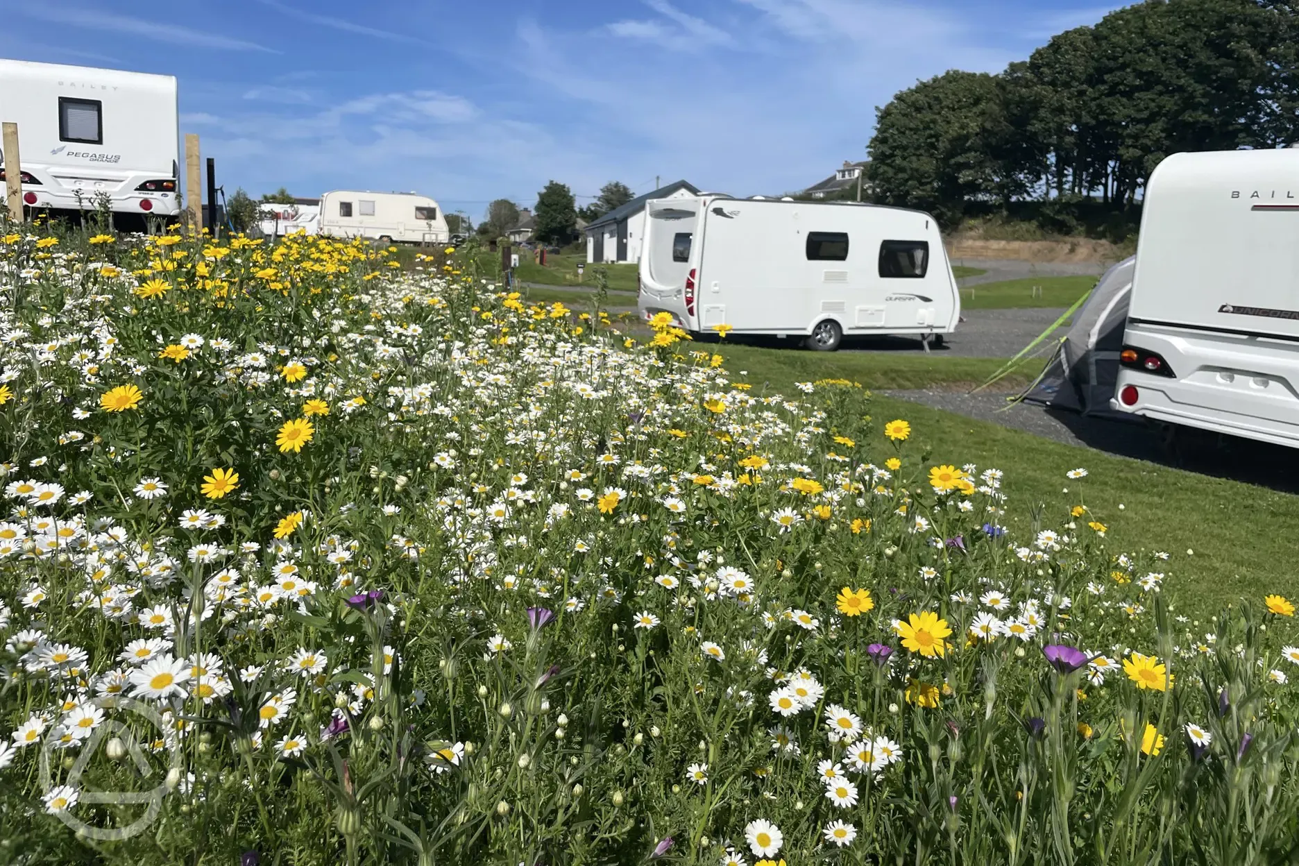 Wild Flowers