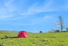 Non electric grass tent pitches at Cockin Farm Campsite Non electric grass tent pitches at Cockin Farm Campsite