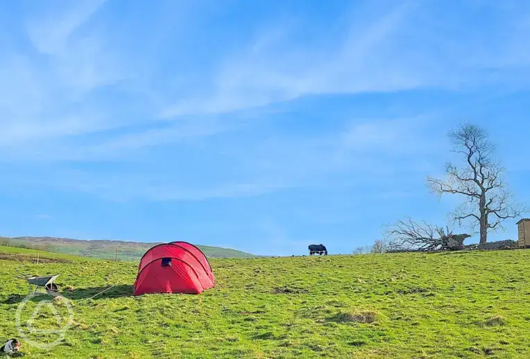Non electric grass tent pitches