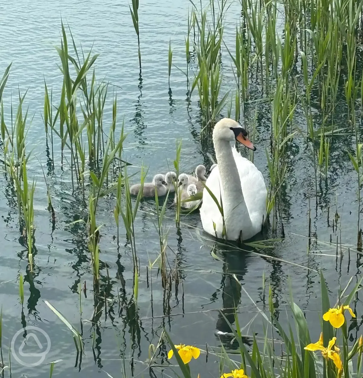 Swan and goslings on lake