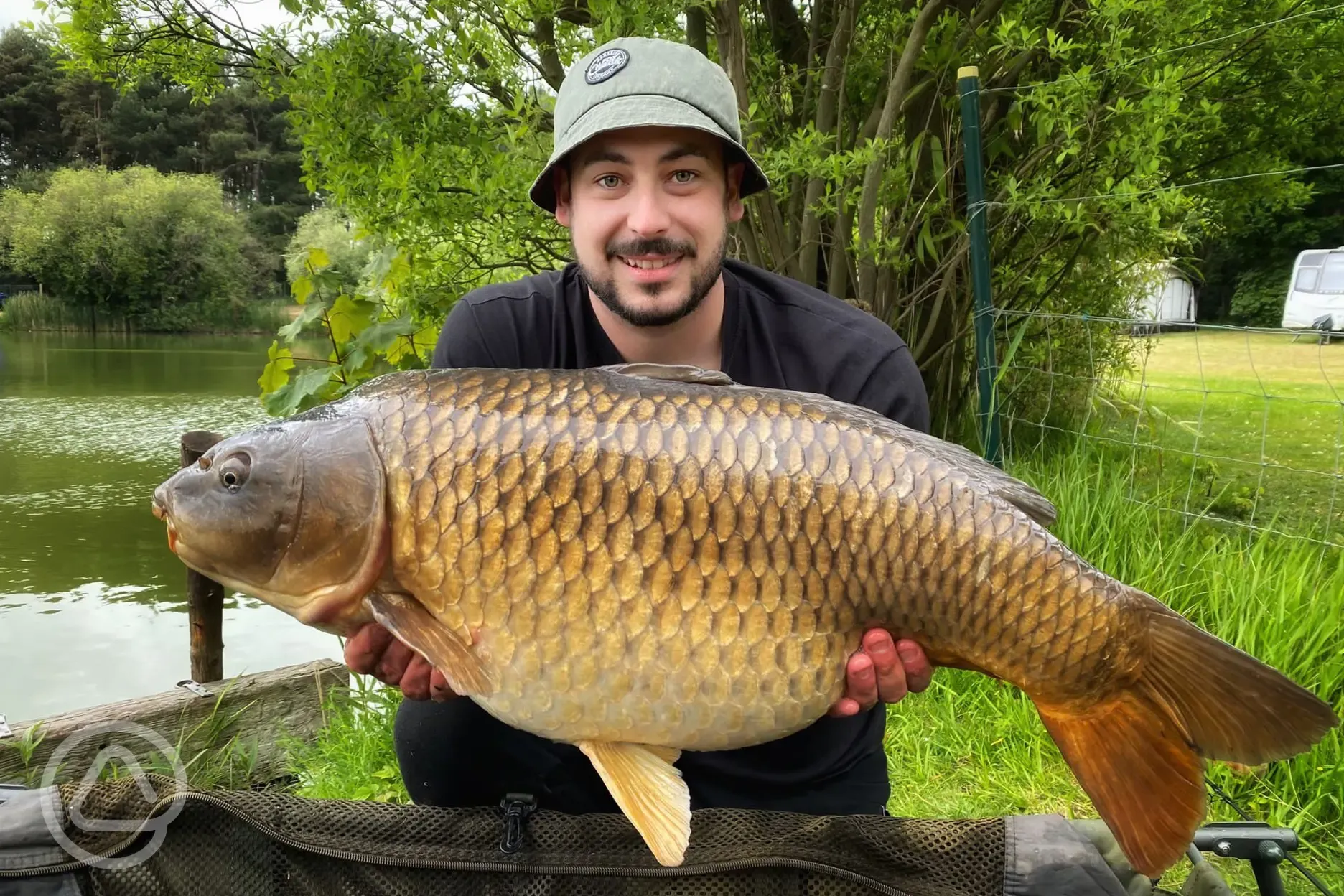 20lb plus Common carp