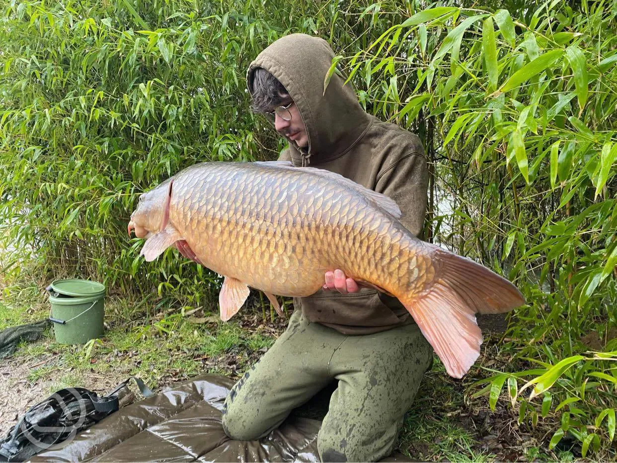20lb plus common carp