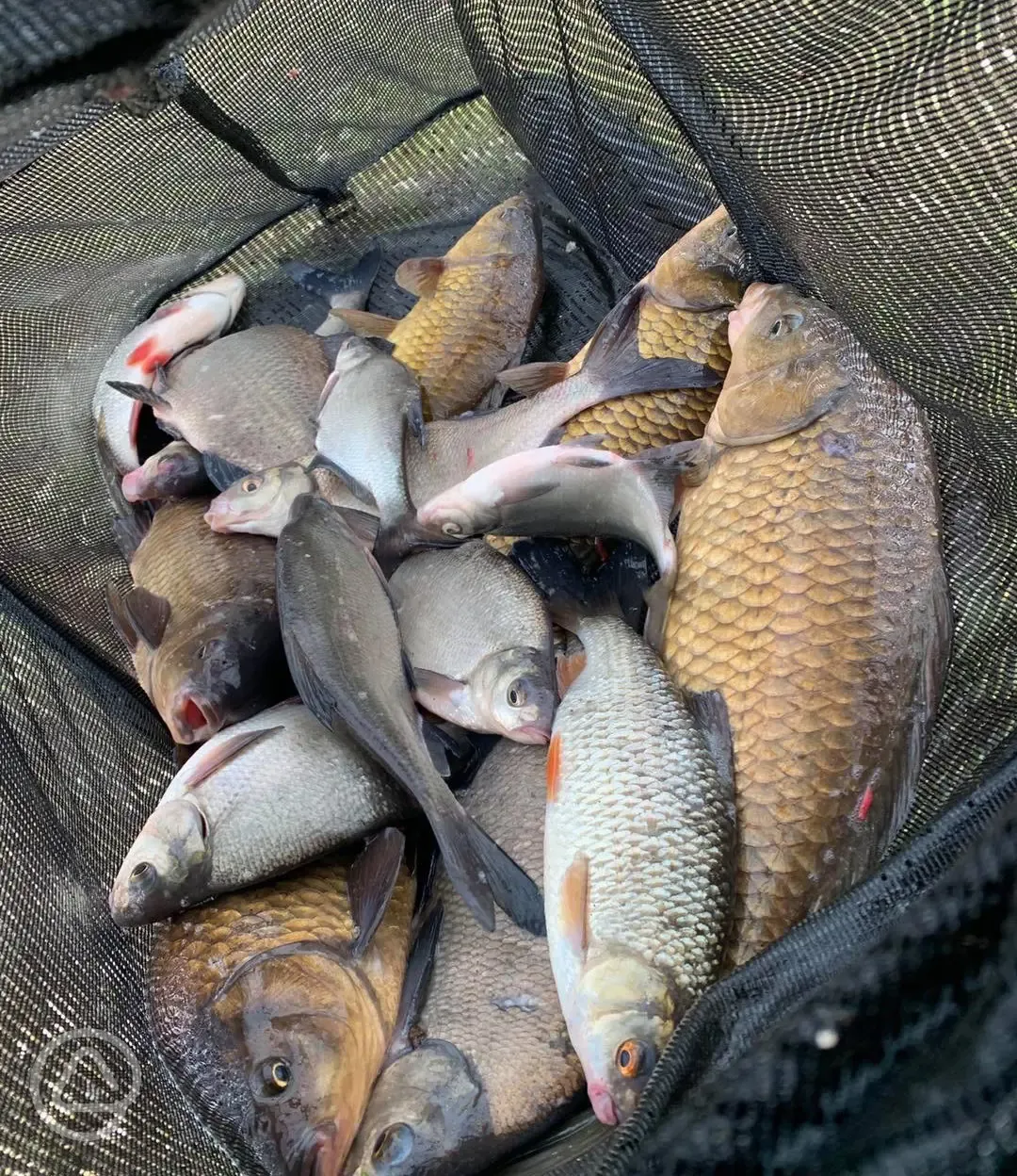 Island Lake fishing