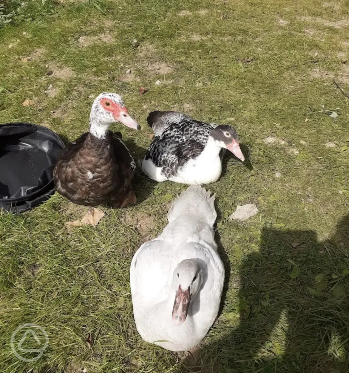 Onsite ducks