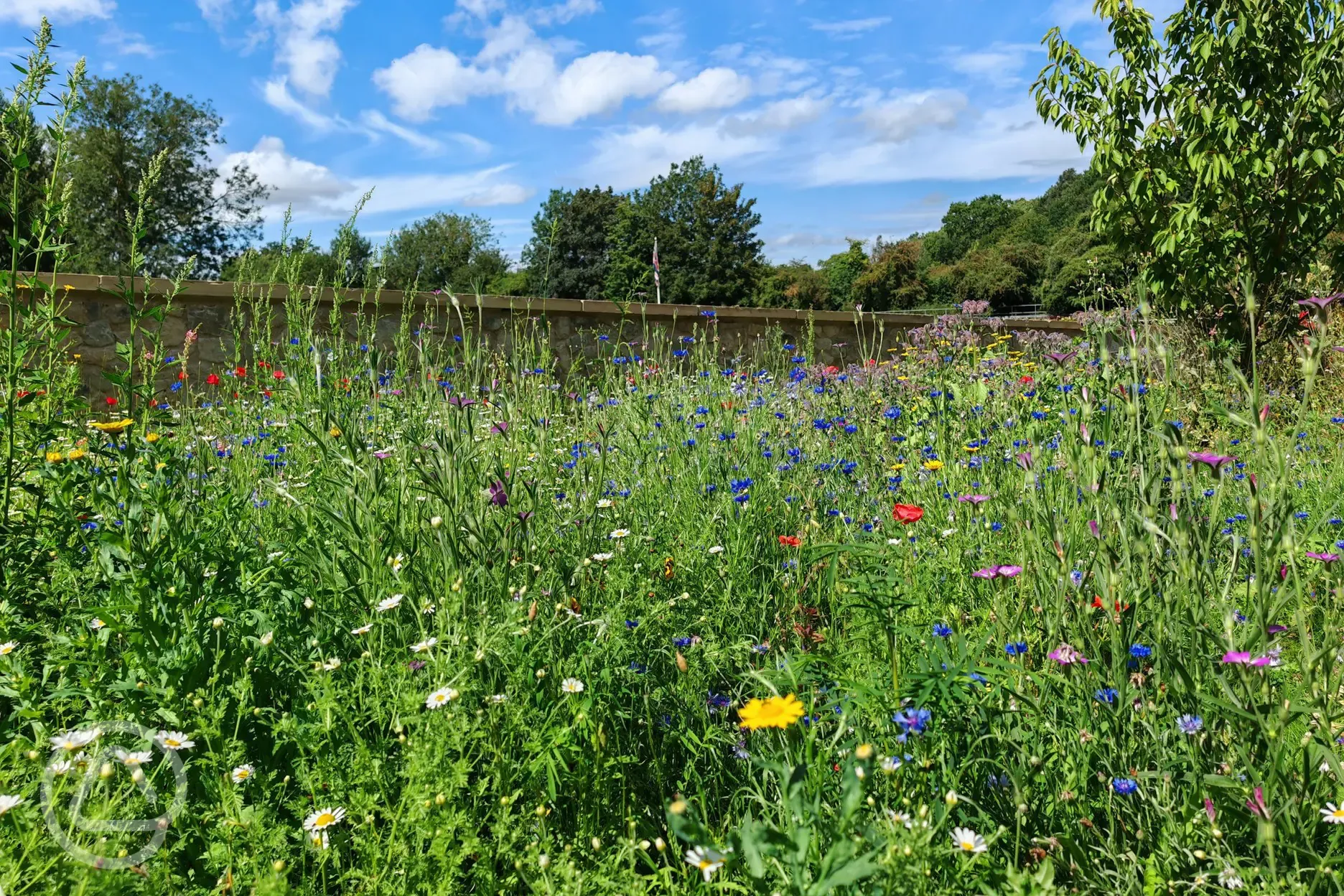 Wildflowers around site