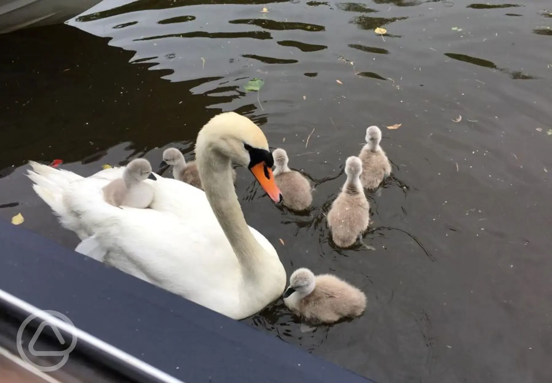 Swans