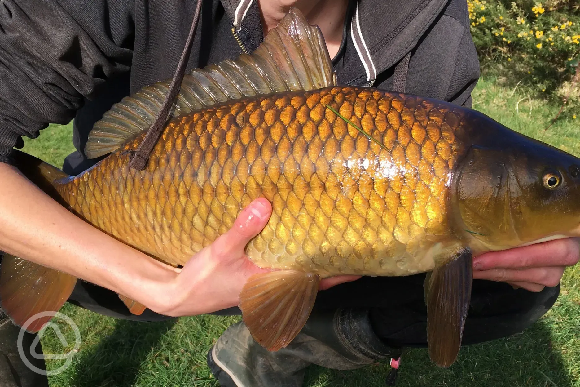 Fish from the lake