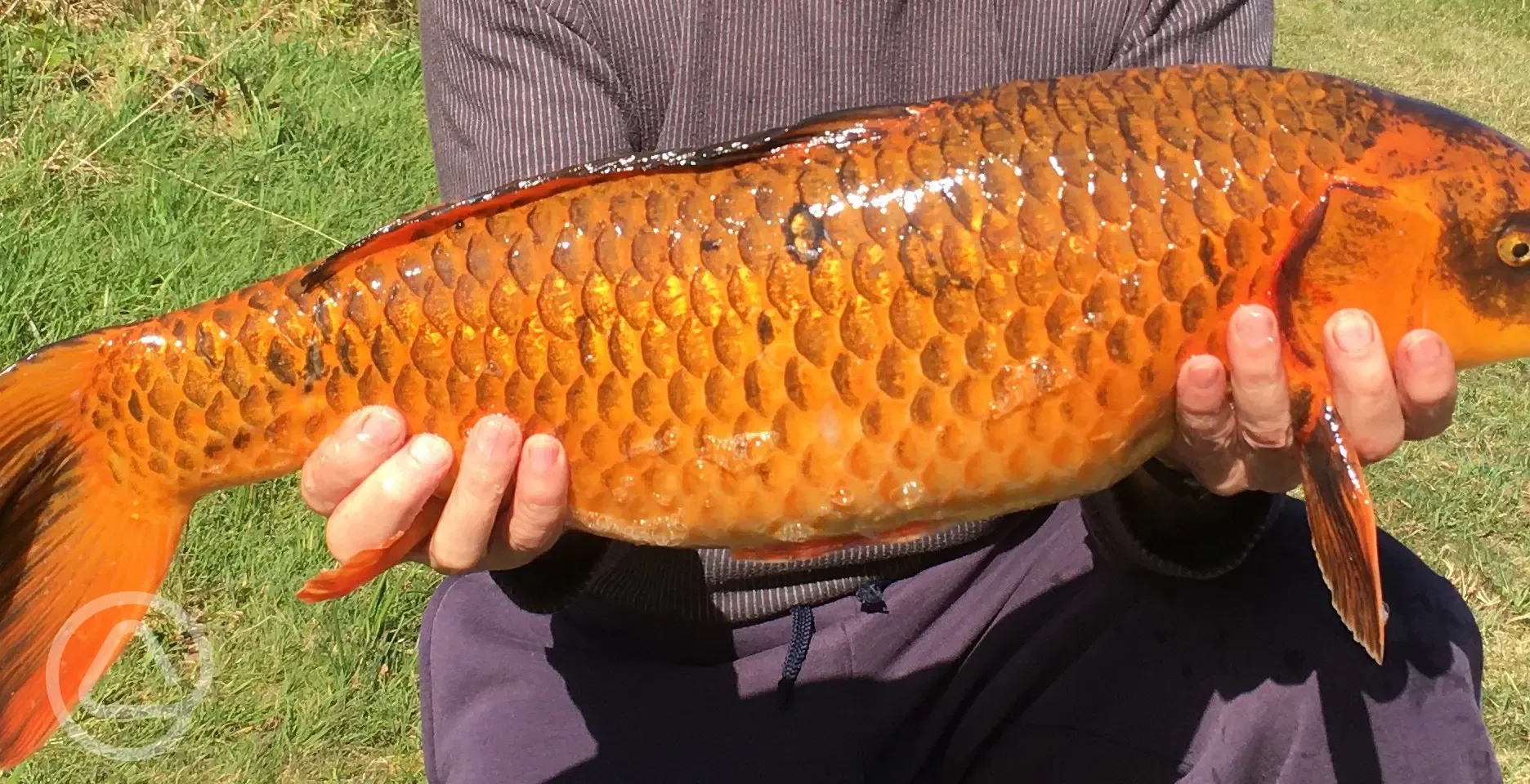 Fish from the lake