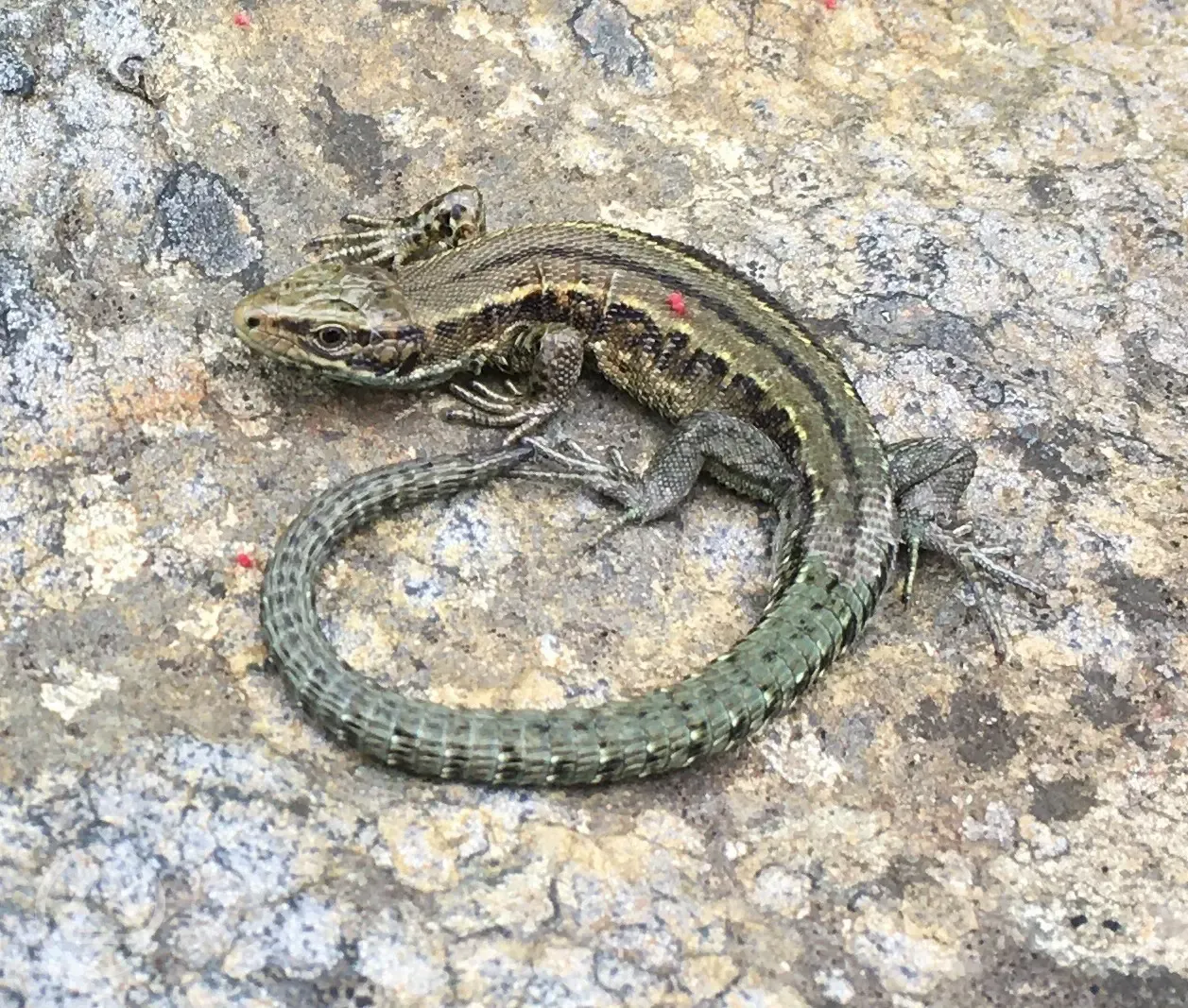 Onsite wildlife