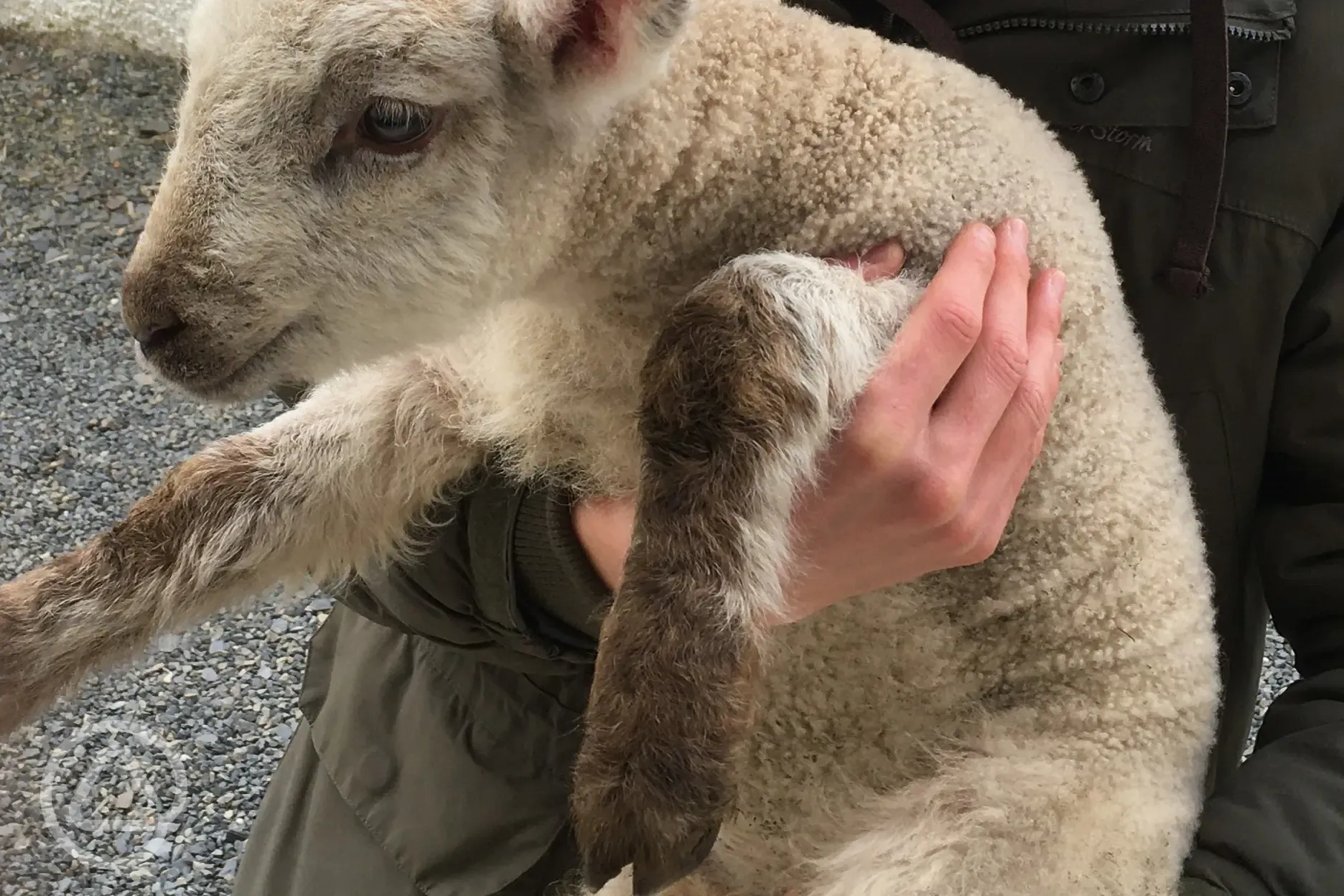 Sheep