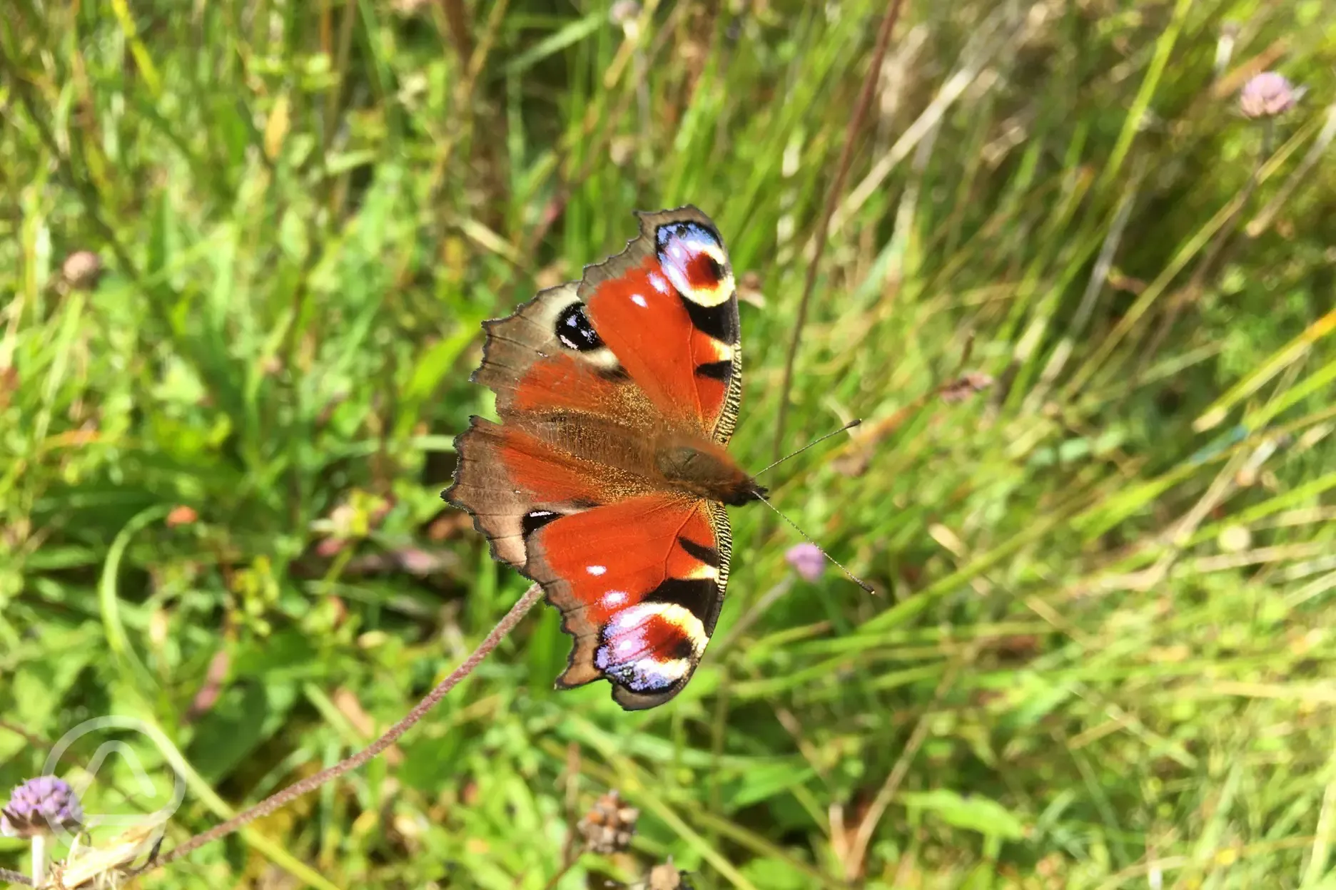 Onsite wildlife