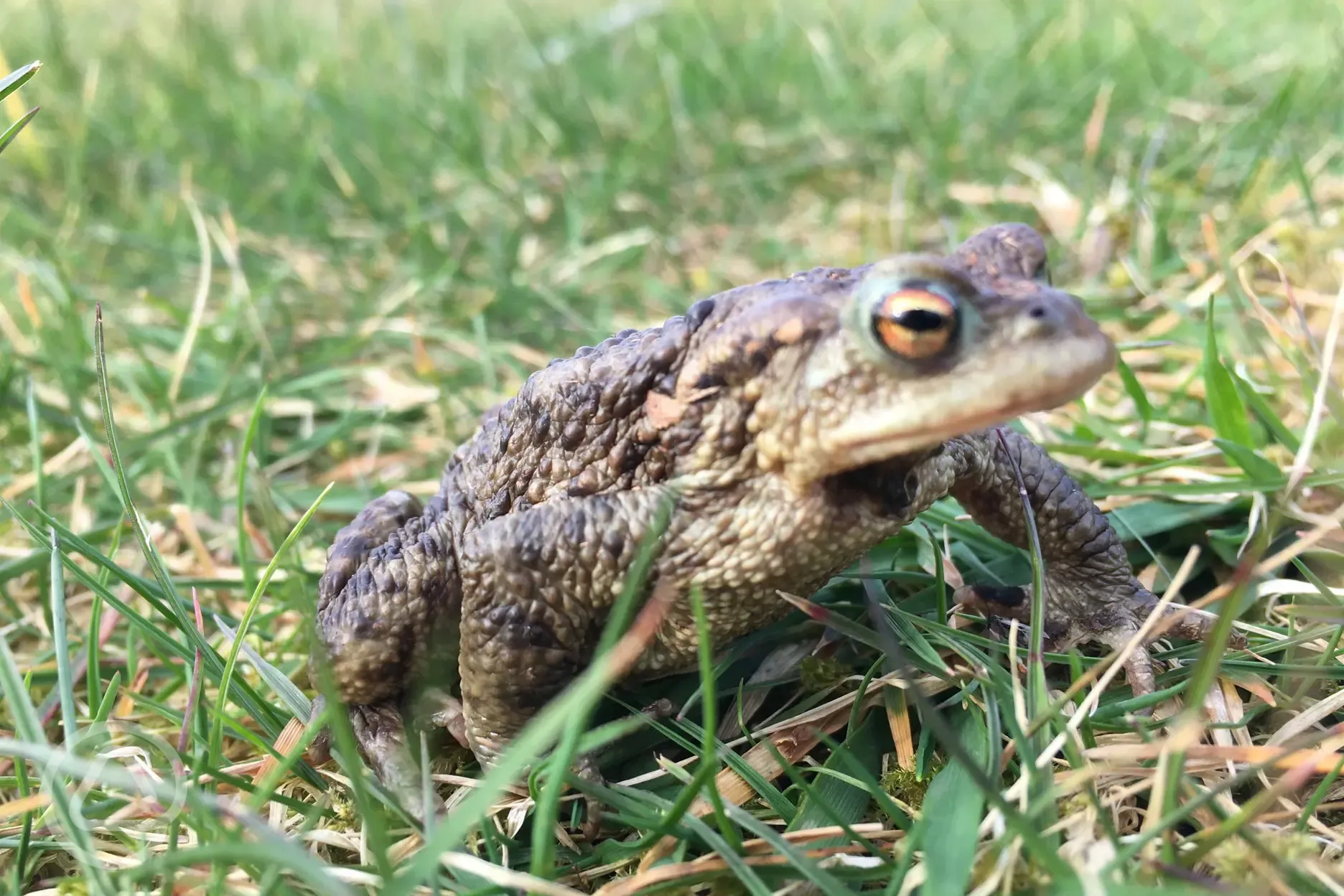 Onsite wildlife
