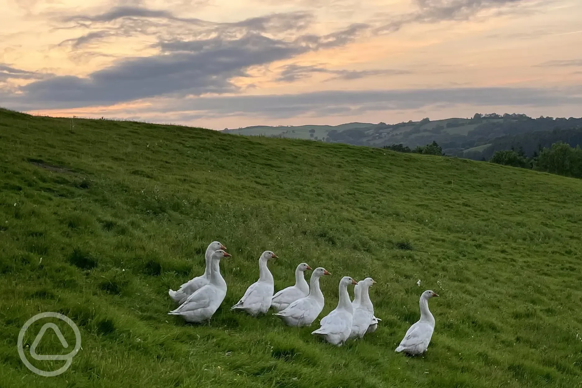 Animals onsite