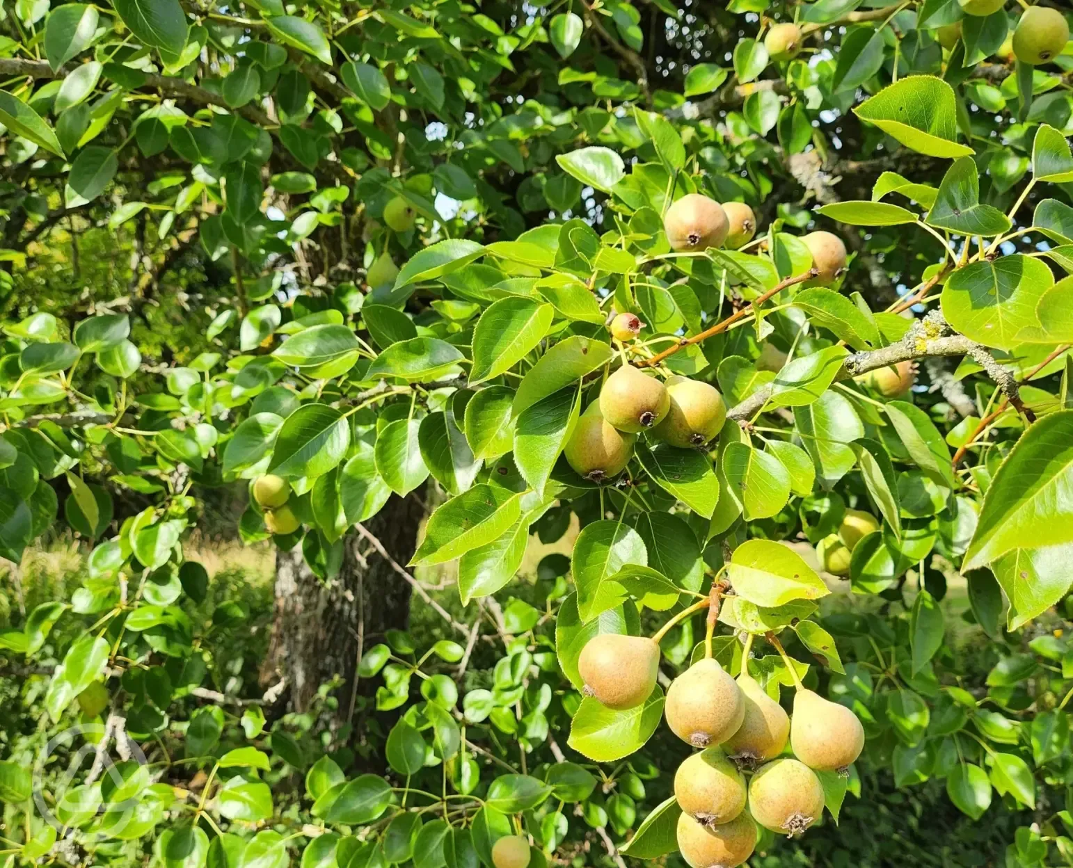 Fruit trees in the orchard