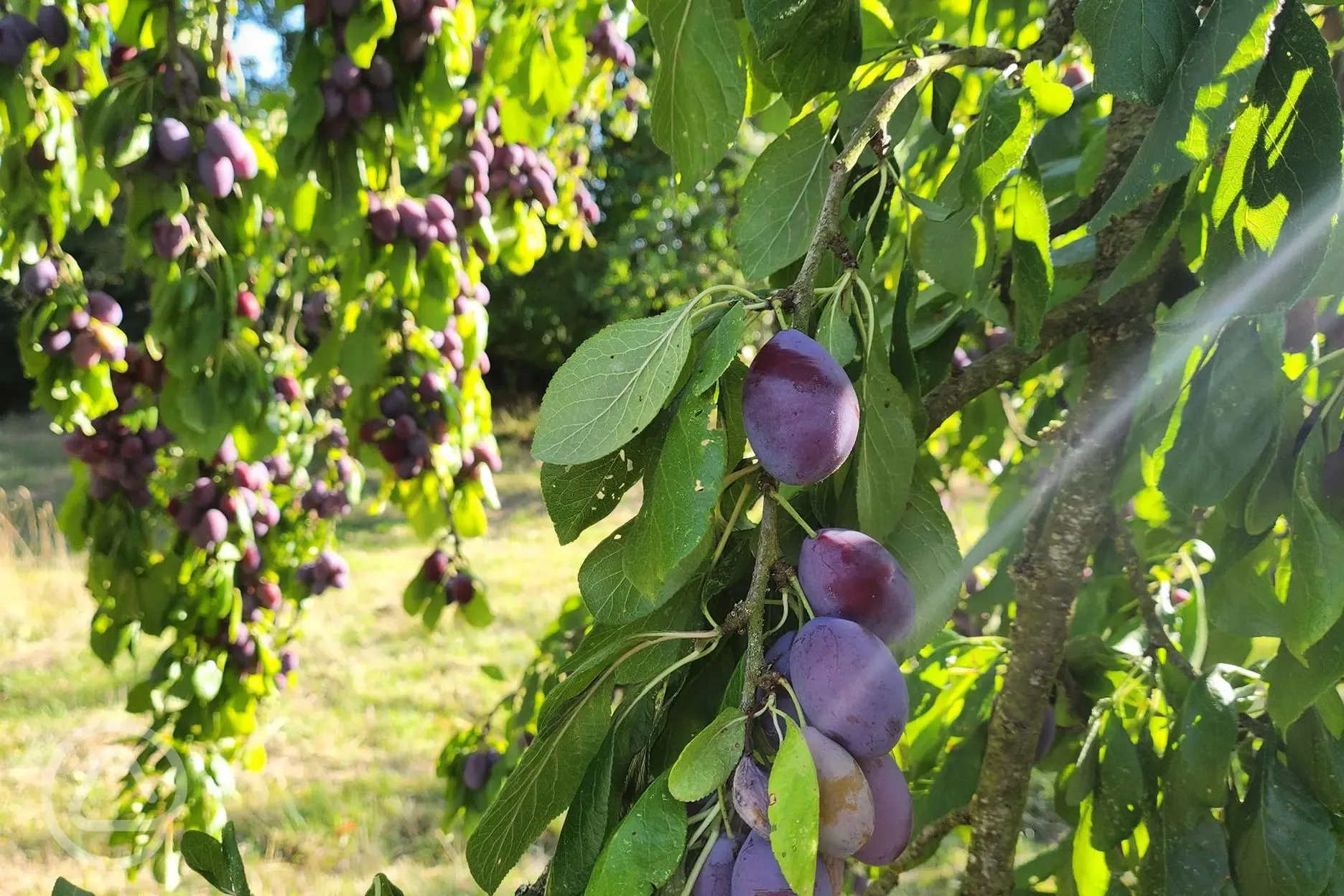 Plums in the orchard