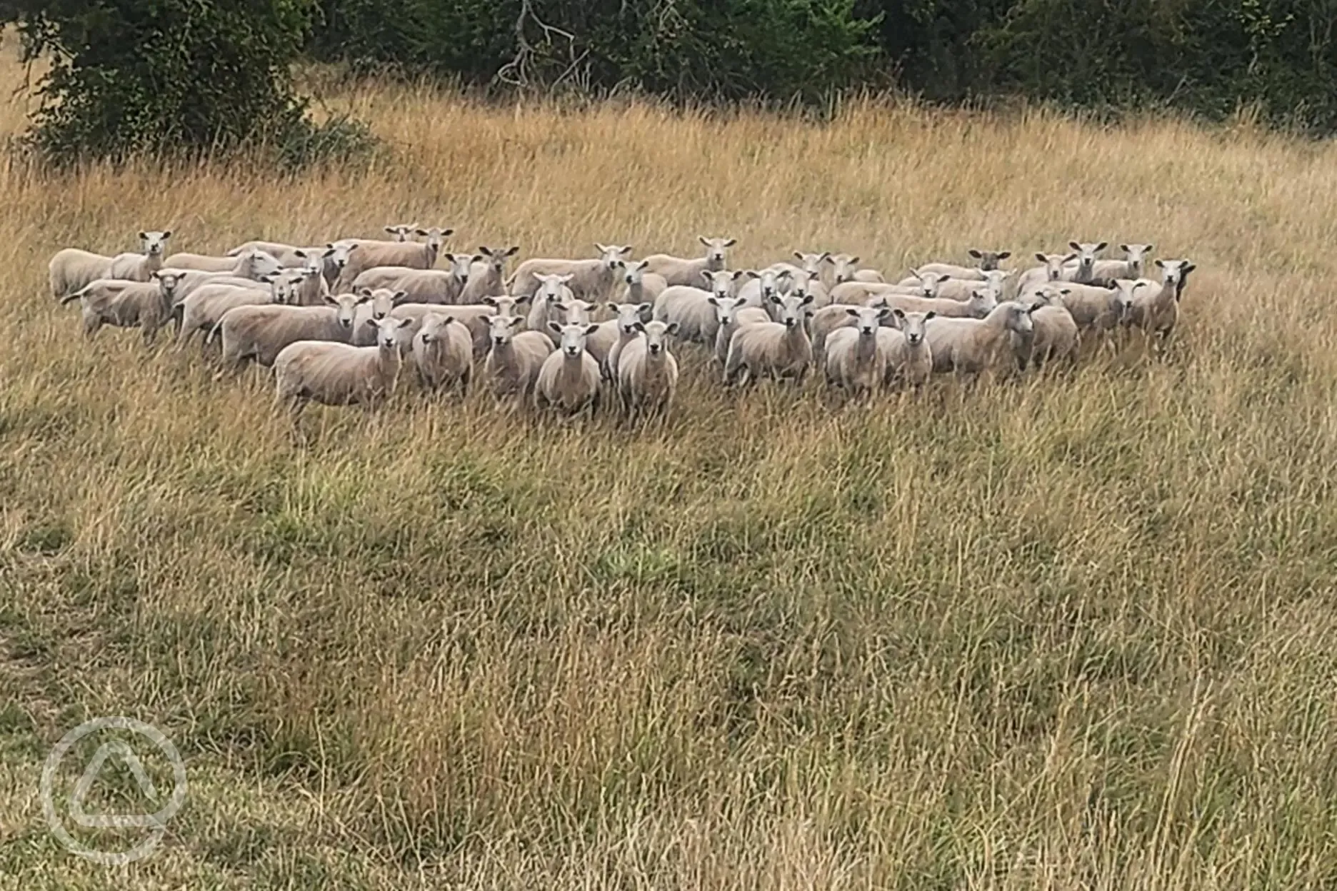 Onsite sheep