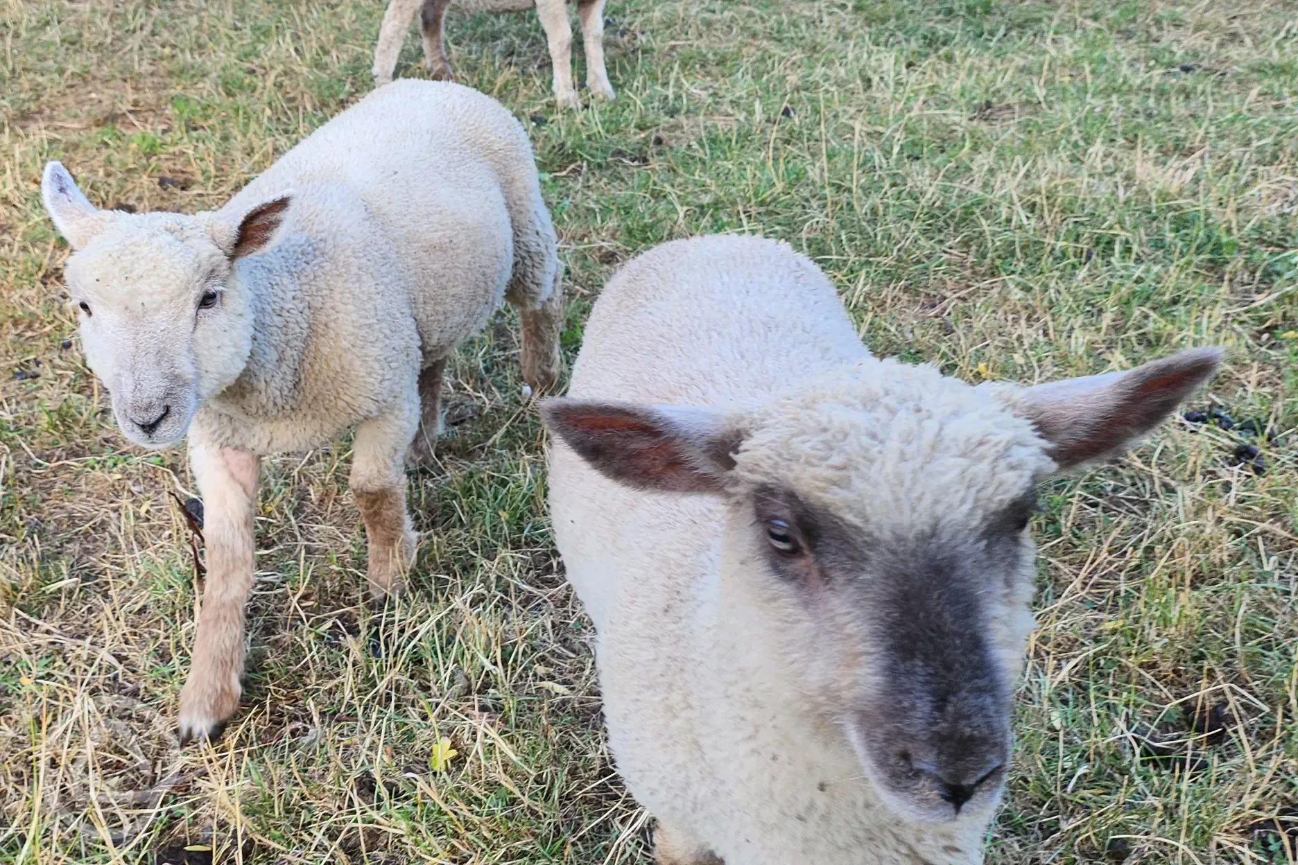 Onsite lambs