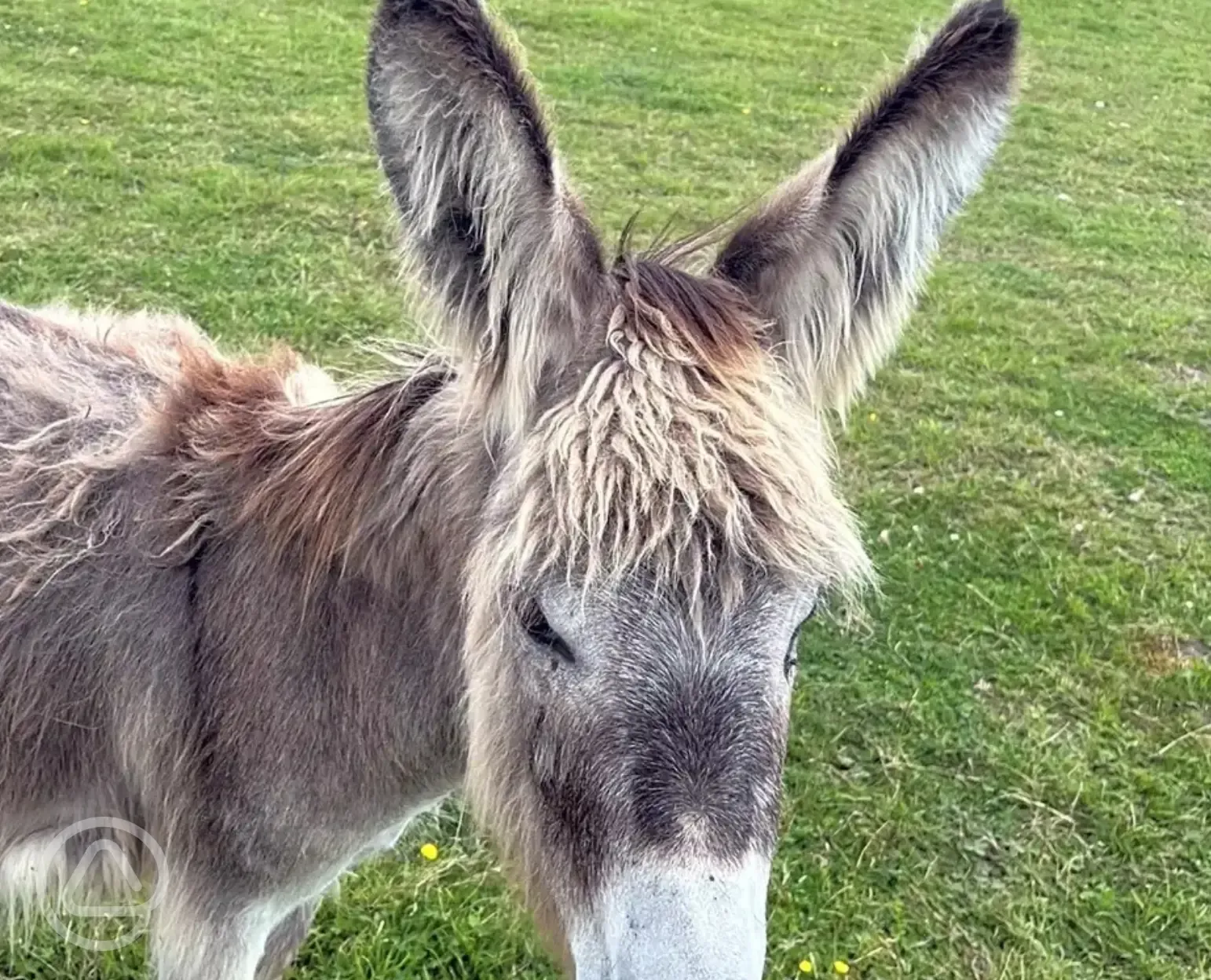 Resident rescued donkeys