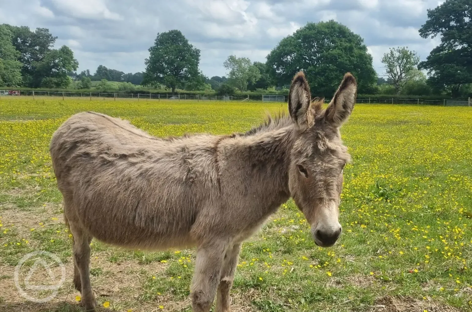 Resident rescued donkeys